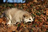 ALASKAN MALAMUTE 572